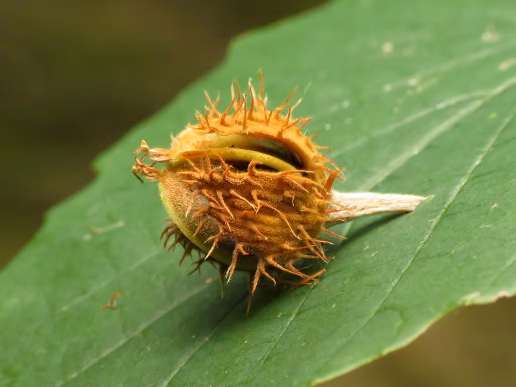 Hêtre à grandes feuilles, En fruits