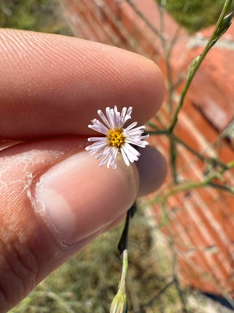 annual saltmarsh aster, In flower