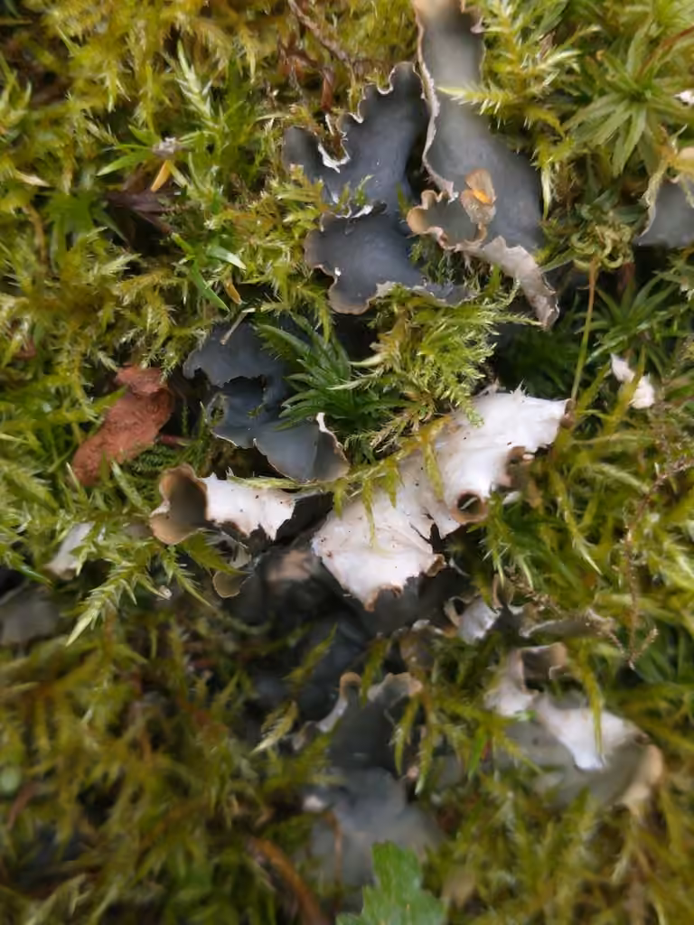 Peltigère à ventre pâle, photo 2 sur 5