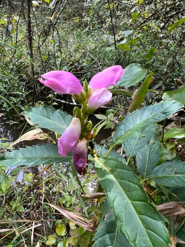 Red turtlehead, In flower