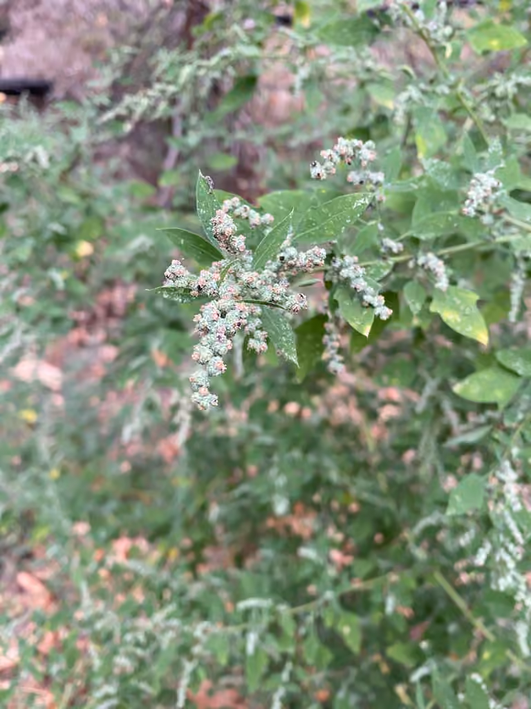Chénopode de Berlandier, En fleurs