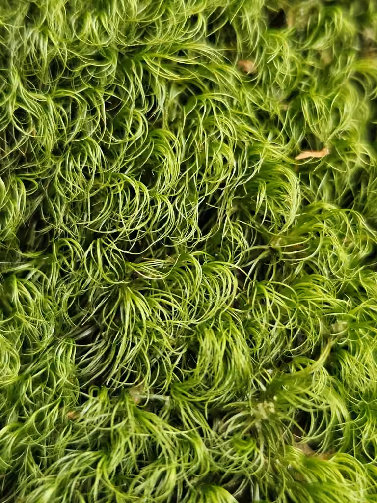 Tricot à feuilles longues, photo 3 sur 5