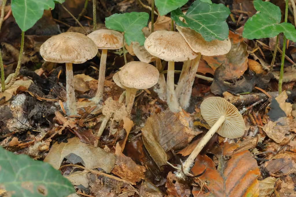 Wood Woolly-foot, photo 1 of 5
