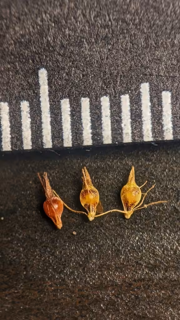 Brownish beaksedge, In fruit