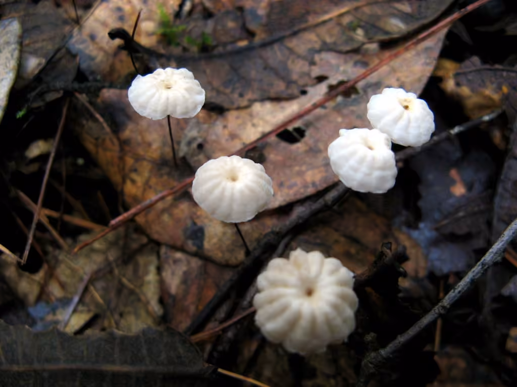 Marasmius capillaris, photo 1 sur 5