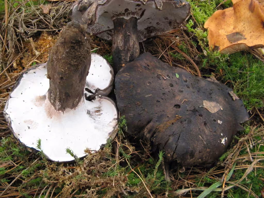 Black Falsebolete, photo 1 of 5