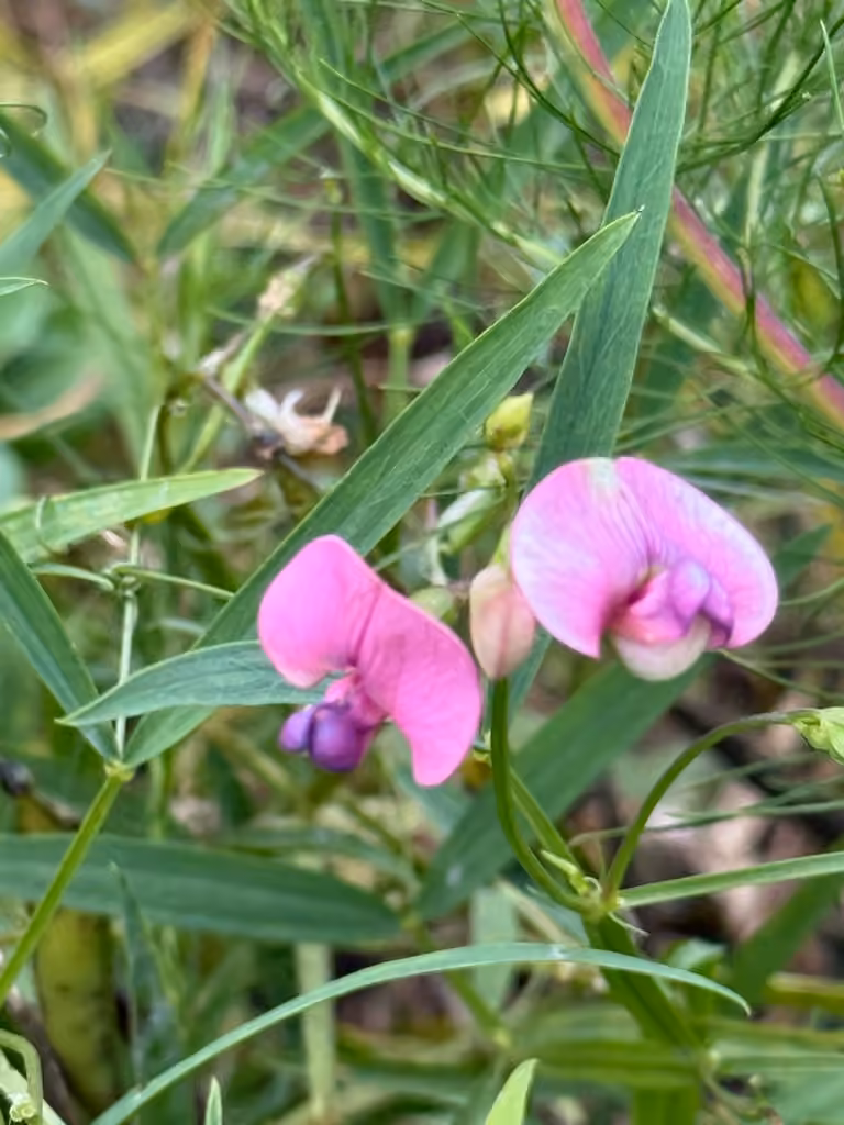 Gesse des bois, En fleurs