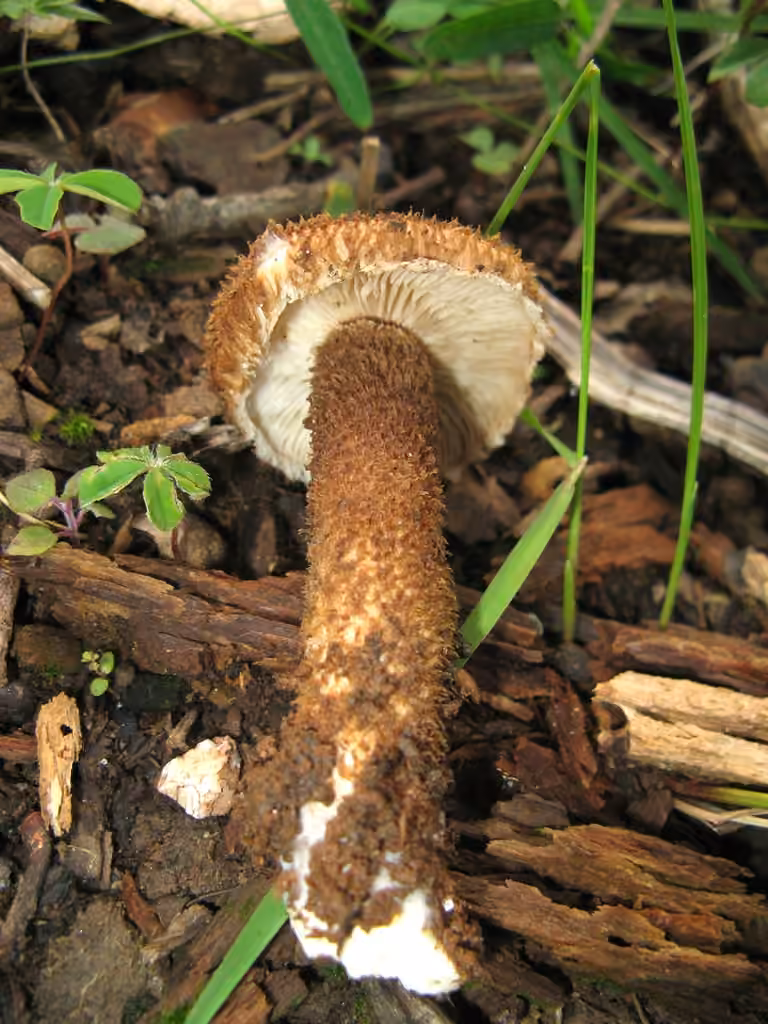 Inocybe hérissé, photo 2 sur 5