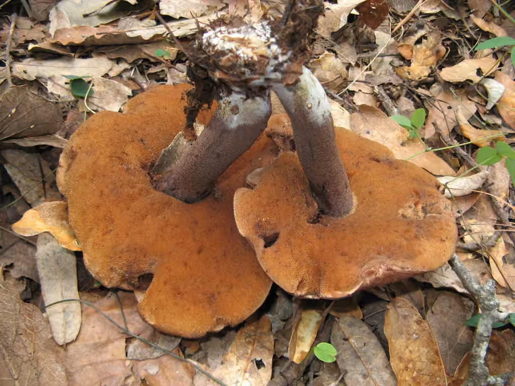 Bolet singulier, photo 3 sur 5