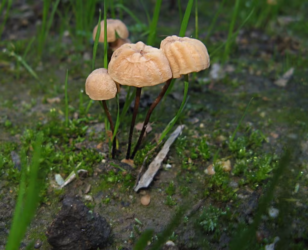 Grass Parachute, photo 1 of 5
