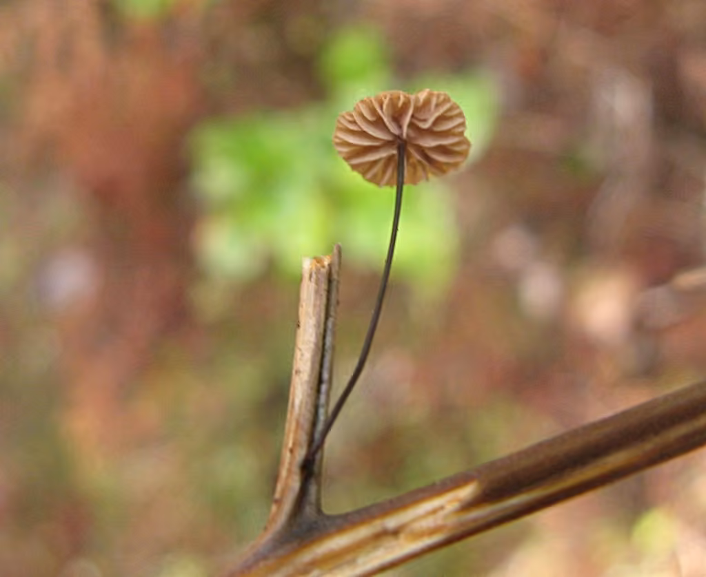 Marasme androsace, photo 2 sur 5