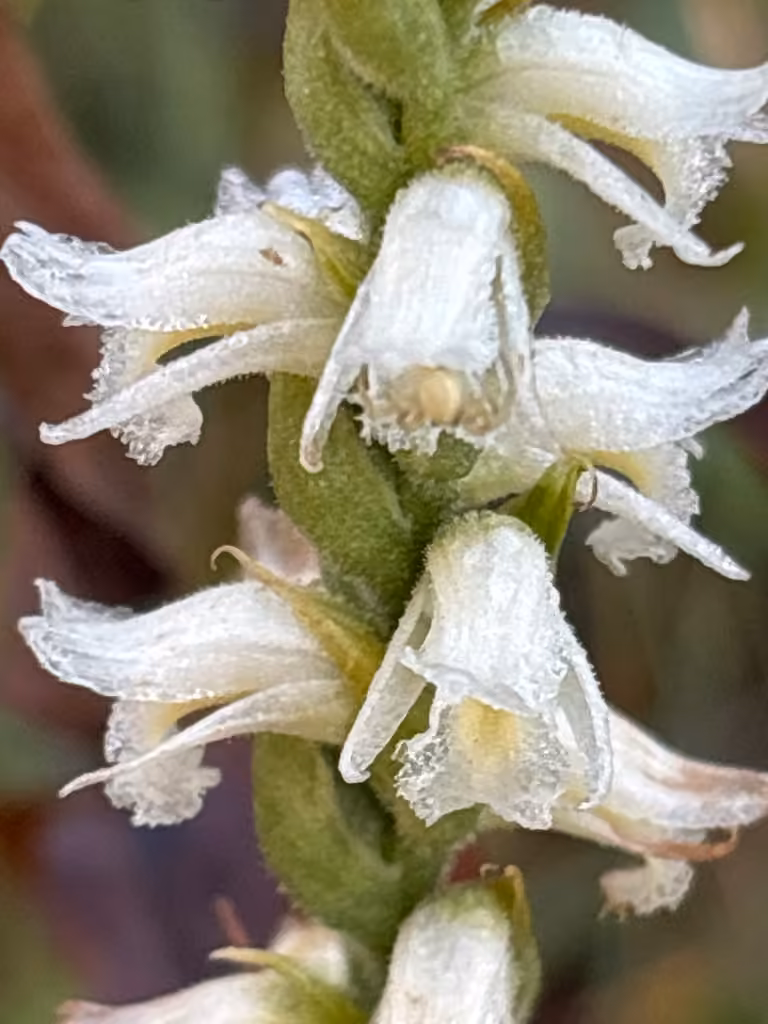 Yellow nodding lady's tresses, In flower