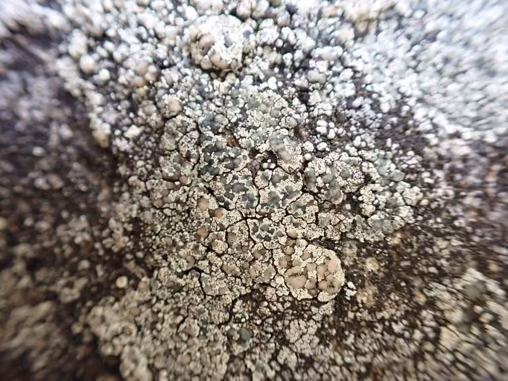 Intricate rim lichen, photo 2 of 5