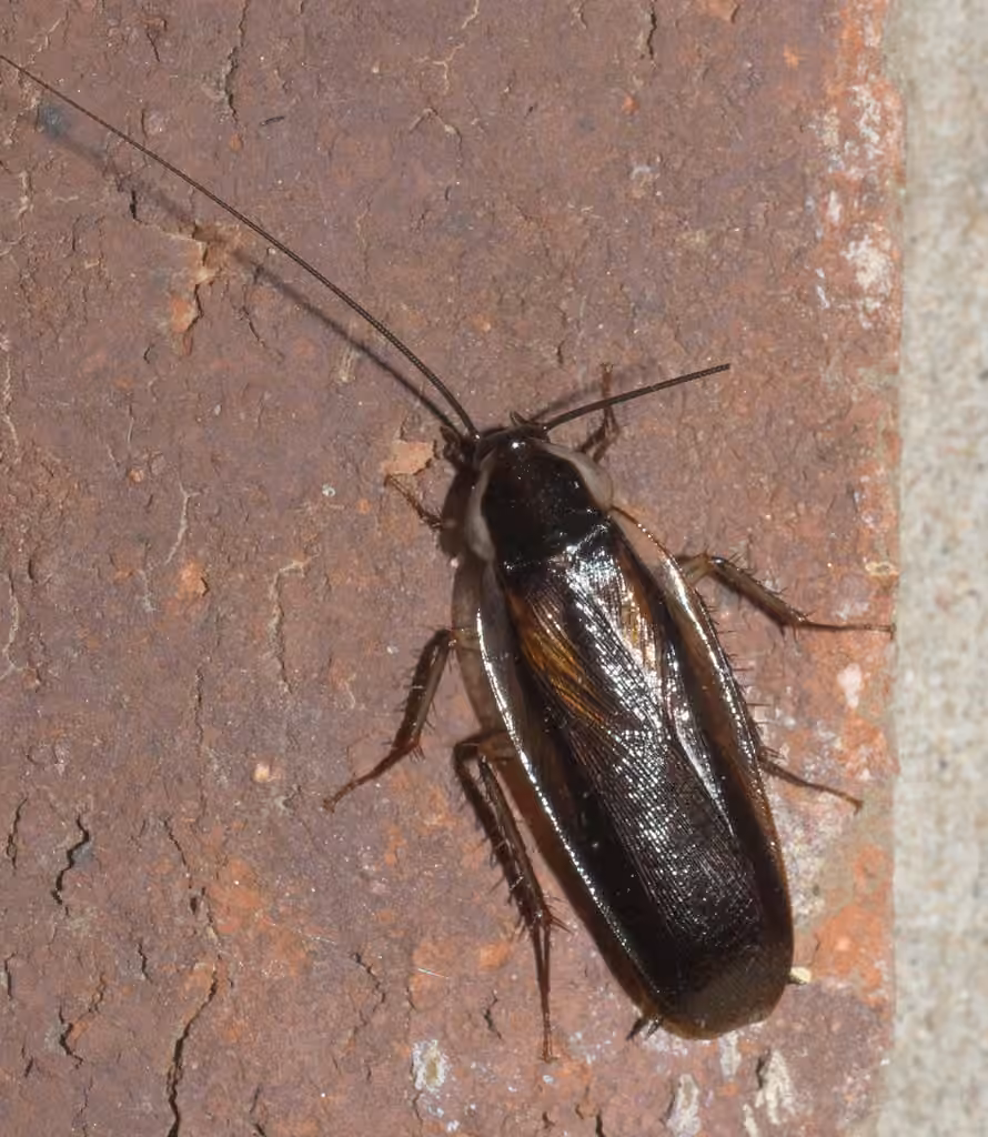 Blatte de Pennsylvanie, Mâle