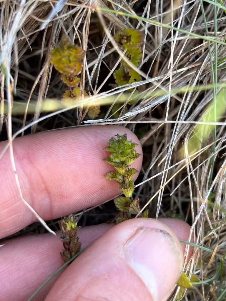 Small eyebright, photo 3 of 5