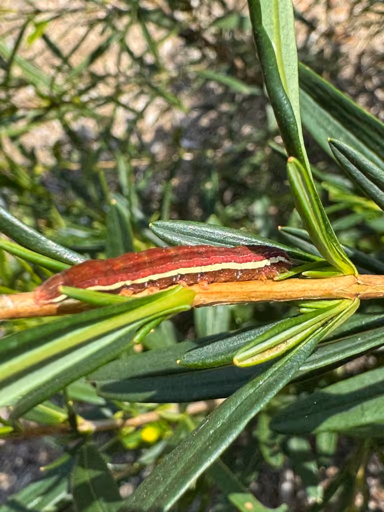 Gray Half-Spot, Caterpillar
