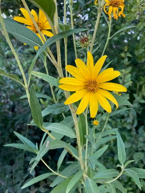 Nuttall's sunflower, photo 1 of 5