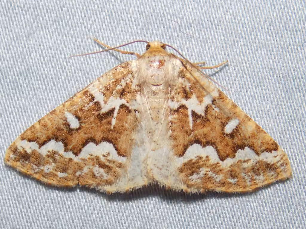 Arpenteuse grise de l'épinette, photo 3 sur 5