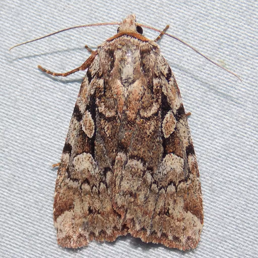 Northern Variable Dart
