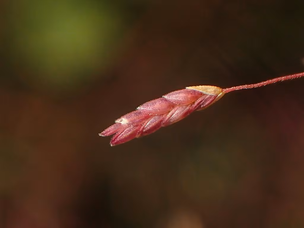 Éragrostide brillante, photo 3 sur 5