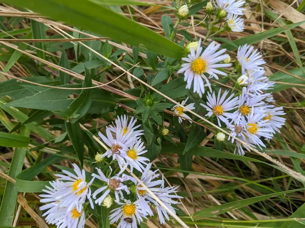 Glossy-leaved aster, Flower buds