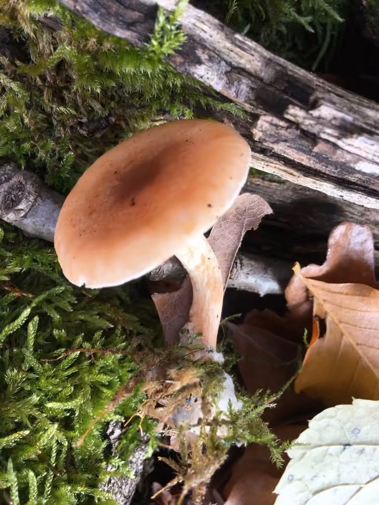 Fragrant Funnel, photo 2 of 5