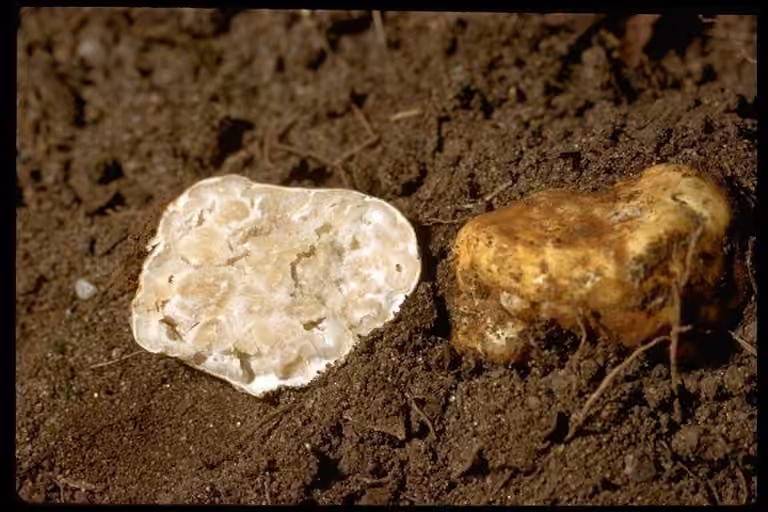 Truffe blanche de printemps d’Oregon, photo 2 sur 5