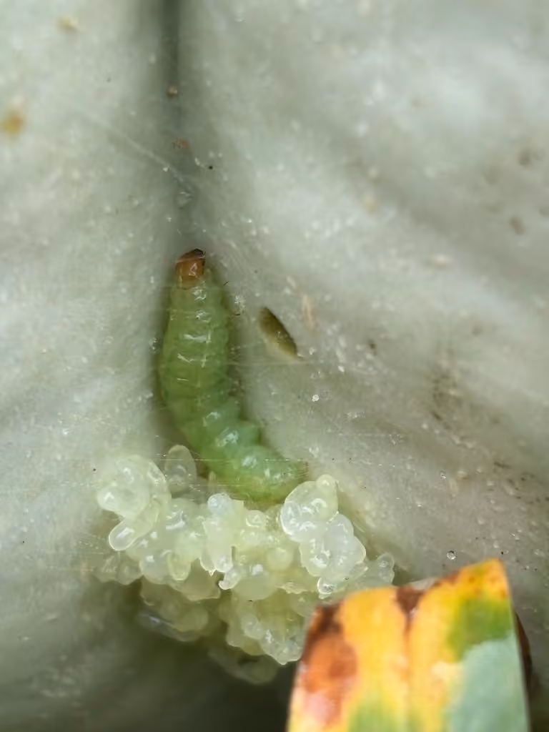 Pyrale du concombre, Chenille