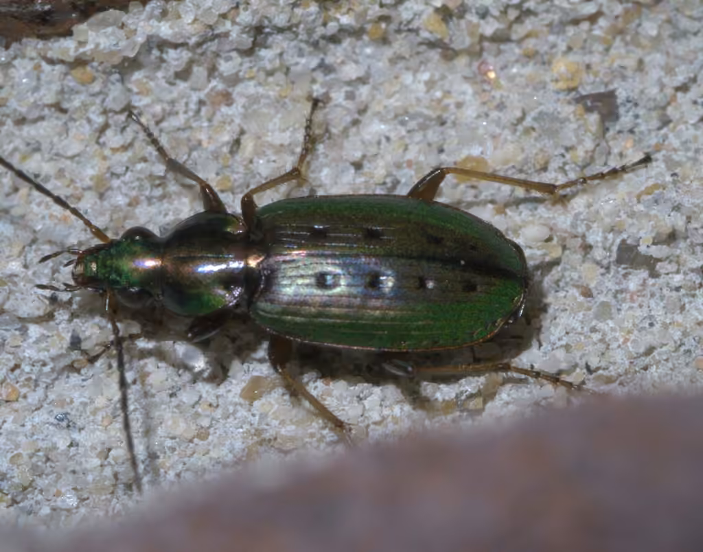 Eight-punctured harp ground beetle, photo 3 of 5