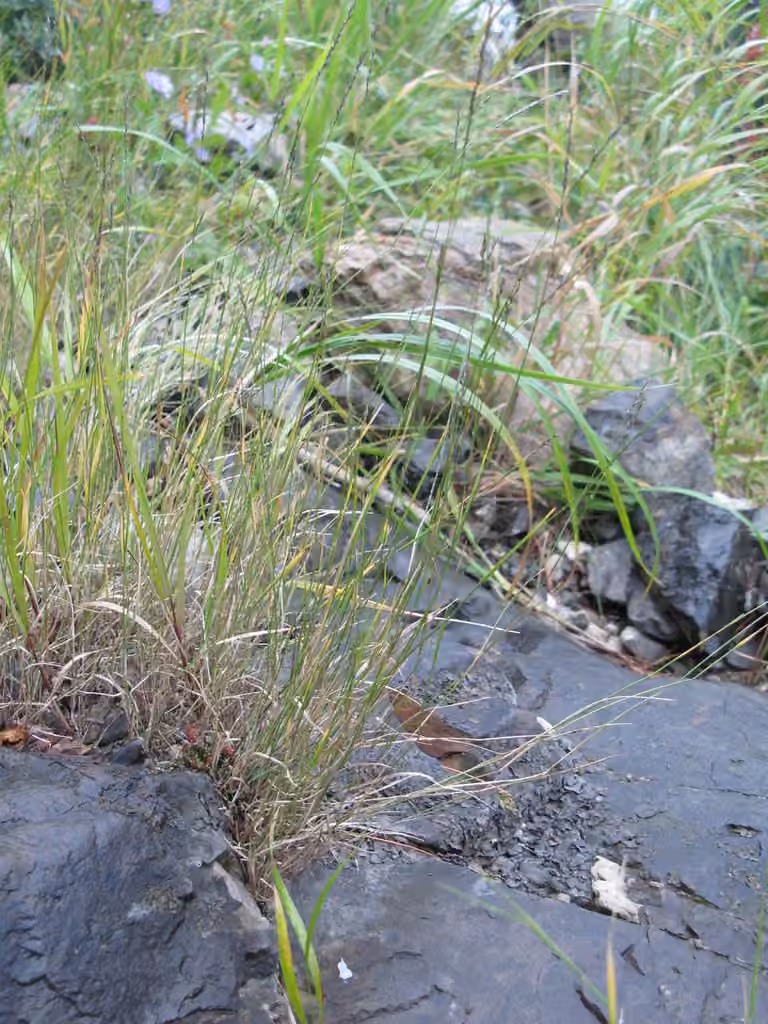 Soft-leaf muhly, In fruit