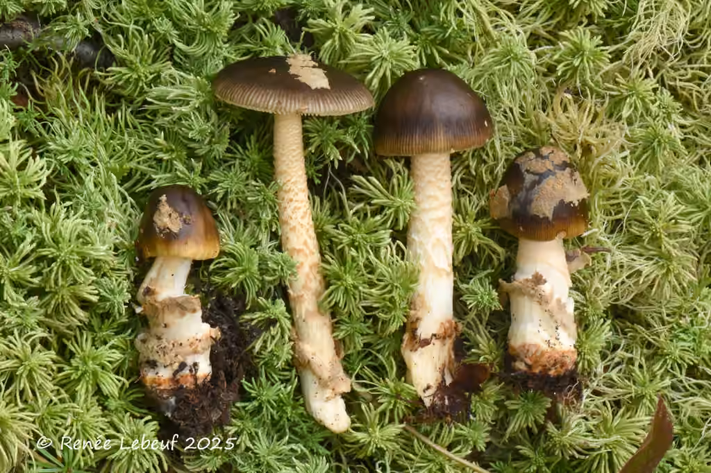 Amanite versicolore, photo 1 sur 5