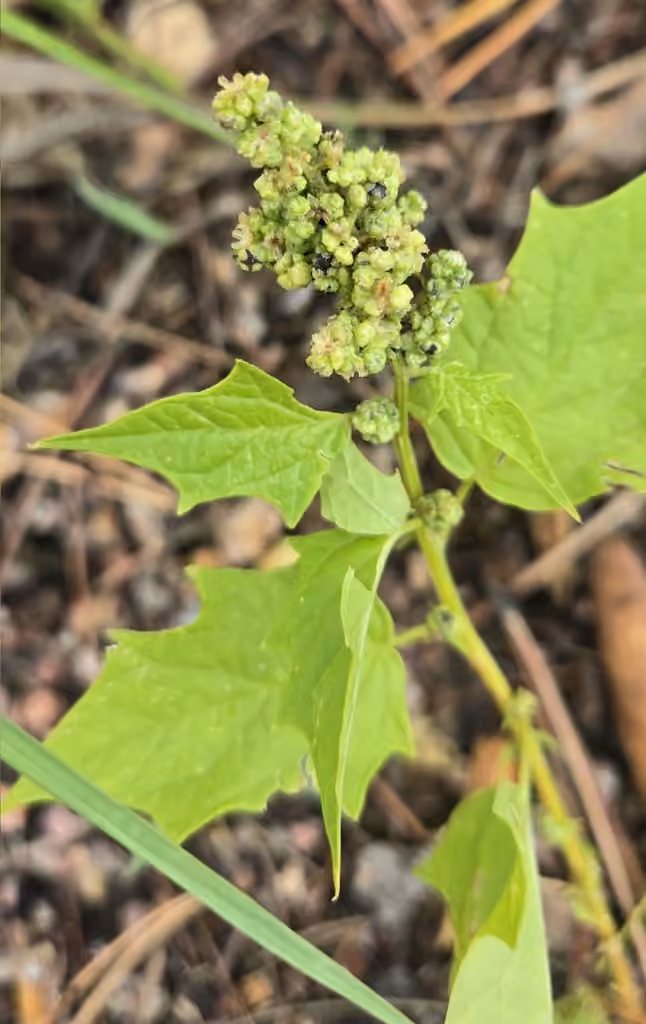 Big-seed goosefoot, In fruit