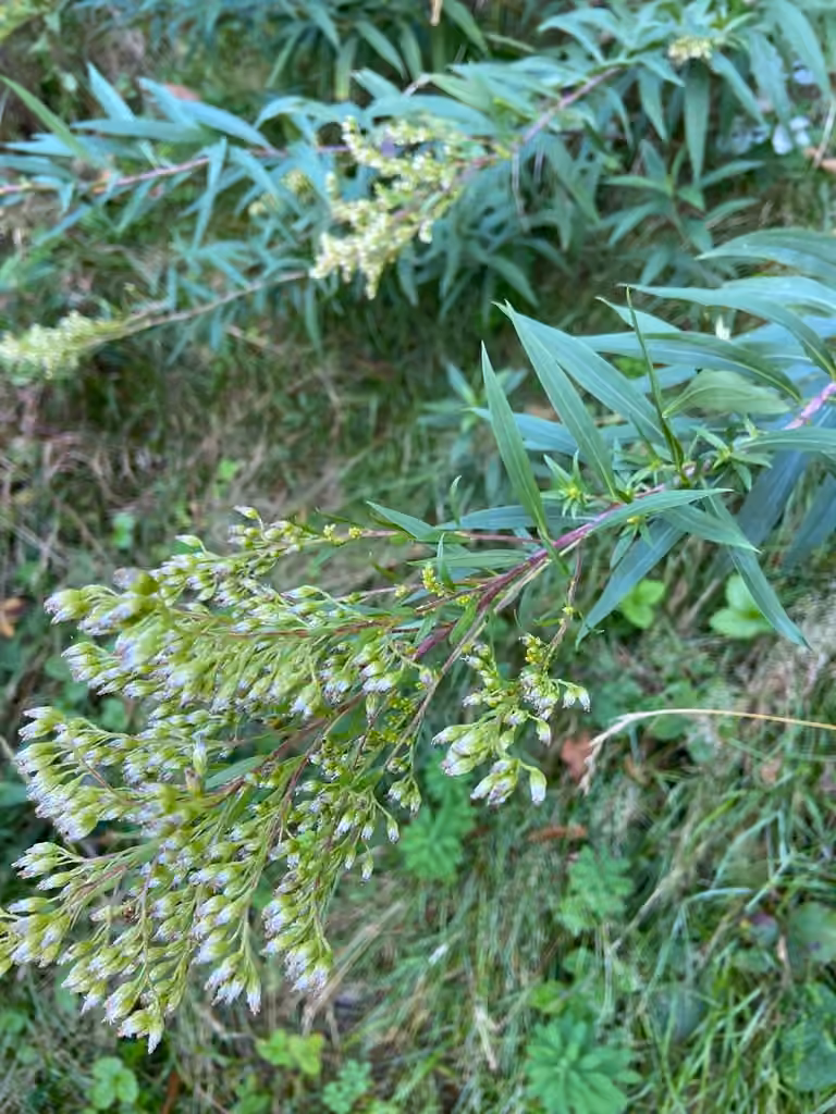 Giant goldenrod, In fruit