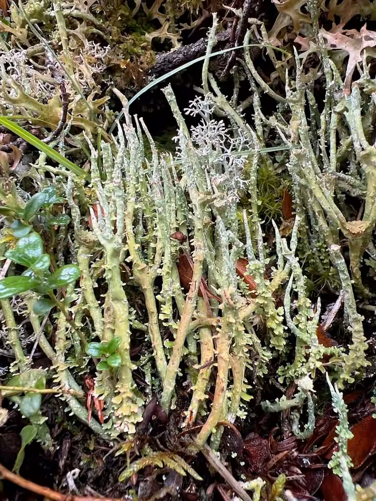 Bullet-proof soldiers lichen, photo 1 of 5