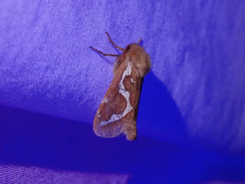 Smooth Ghost Moth, Adulte