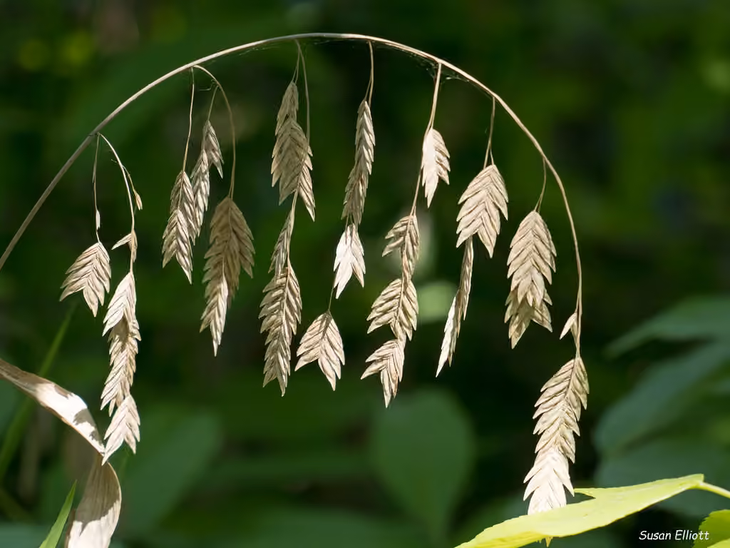 Broadleaf chasmanthium, photo 1 of 5