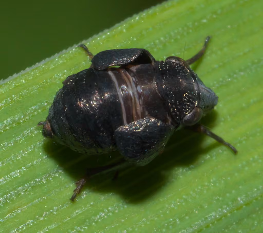 Bruchomorpha oculata