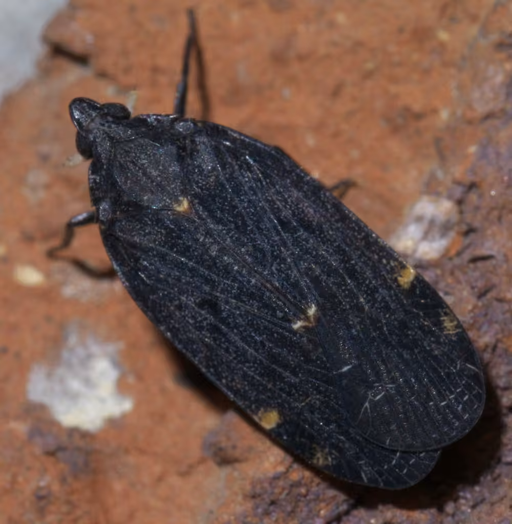 Cixidia opaca, photo 1 sur 5
