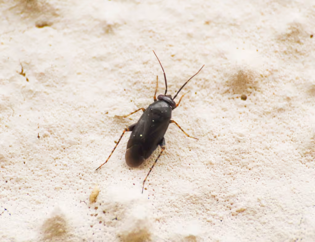 Chlamydatus pullus, Adulte