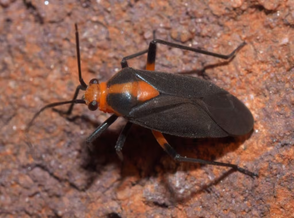Prepops rubrovittatus, Adulte