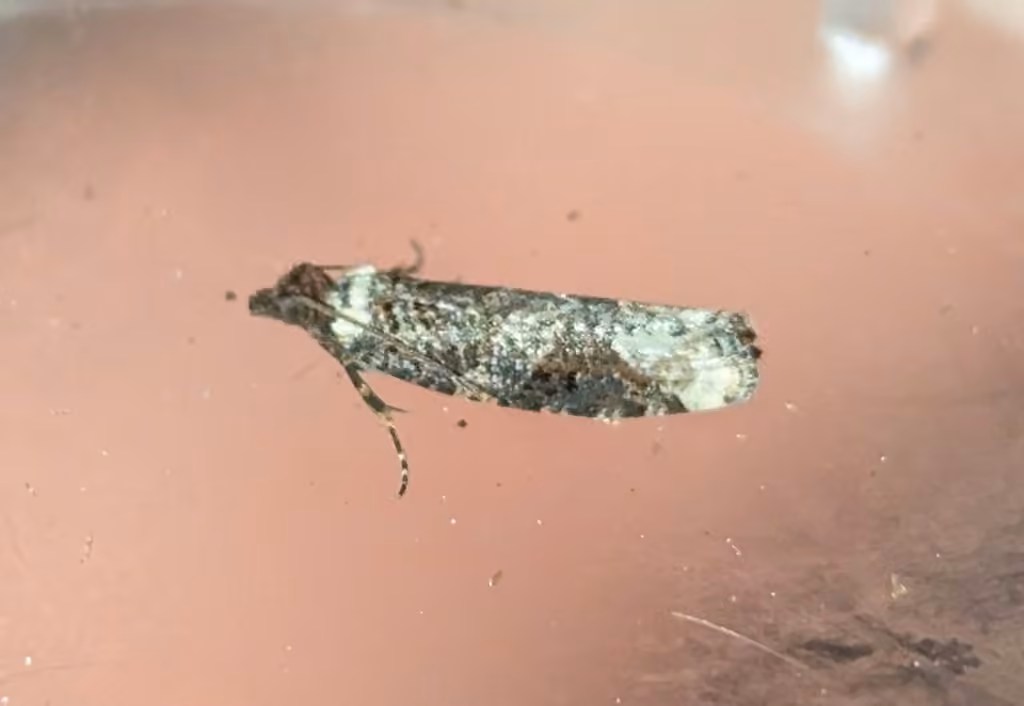 Epinotia lomonana, Adulte