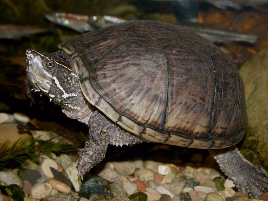 Tortue musquée, photo 1 sur 5