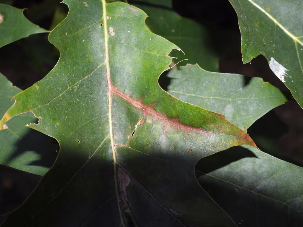 Anthracnose du chêne et du hêtre, photo 3 sur 5