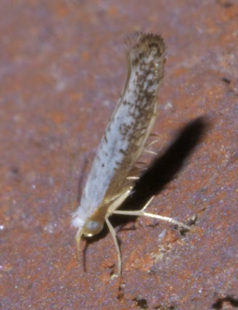 Speckled Argyresthia Moth, Adulte