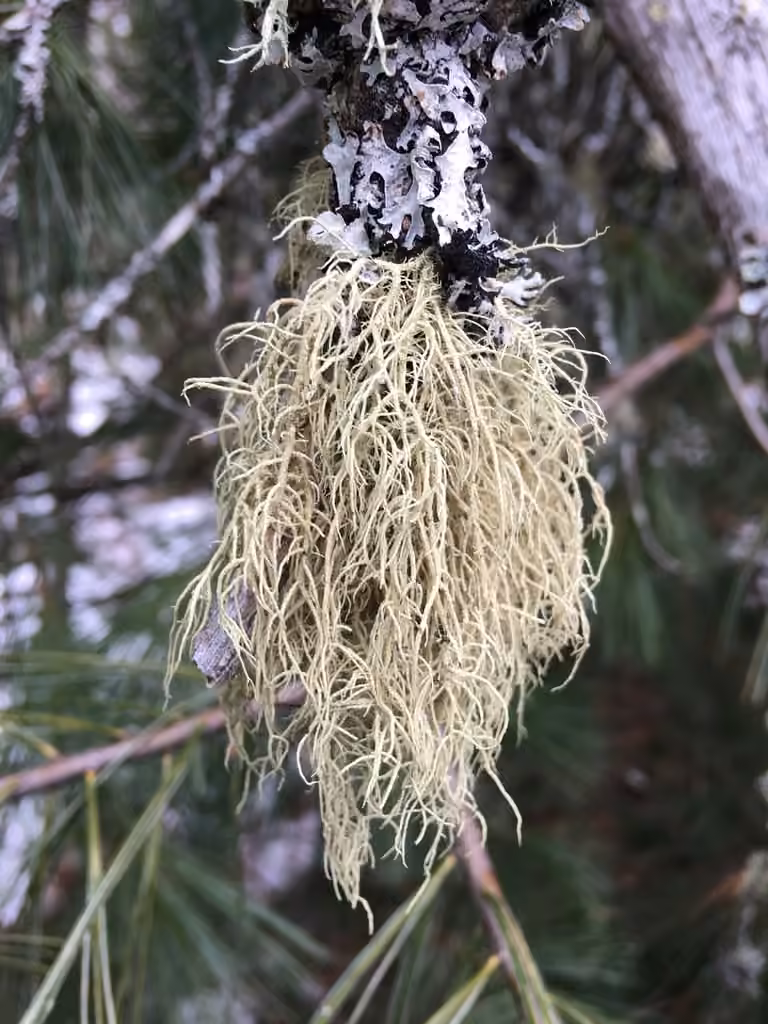 Boreal Beard Lichen, photo 1 of 5