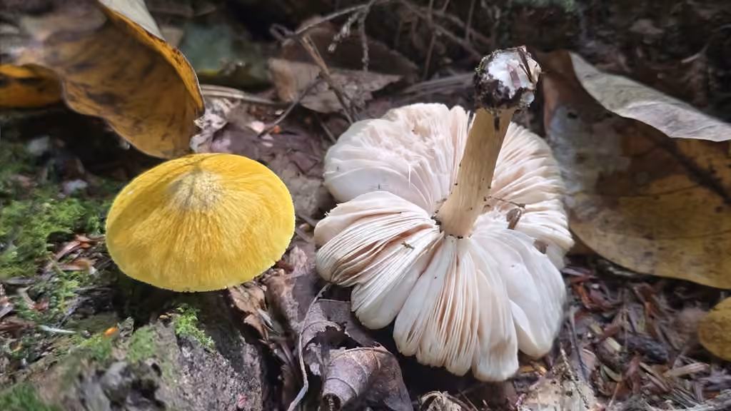 Plutée jaune fuligineux, photo 3 sur 5