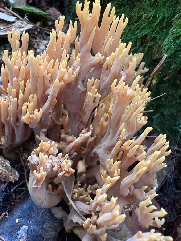 Ramaria testaceoflava, photo 3 sur 5