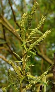 Elaeagnus willow, photo 2 of 4