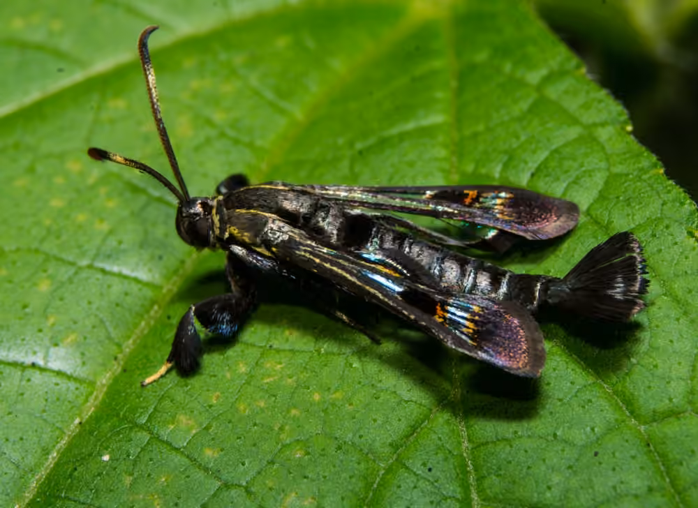 Virginia Creeper Clearwing, photo 1 sur 5