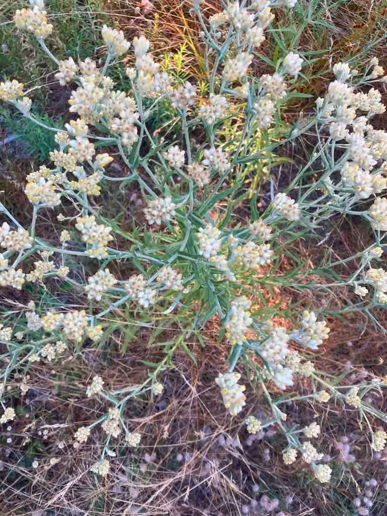 Gnaphale de Macoun, En fleurs
